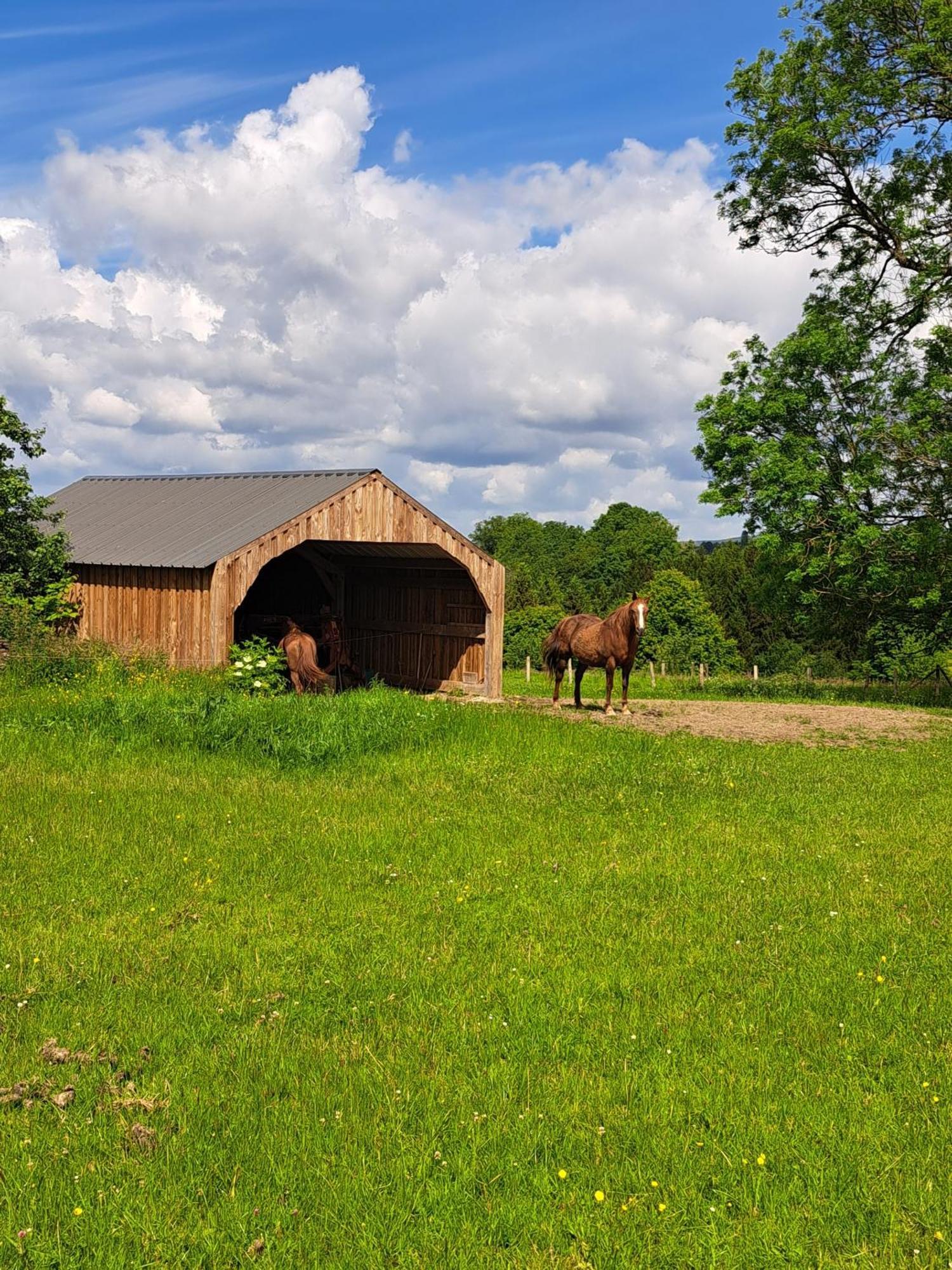 Gite L'Olivier A Filly - Nadrin, Entre Houffalize Et La Roche-En-Ardenne Exteriér fotografie